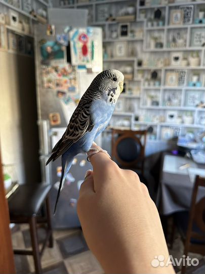 Попугай получех