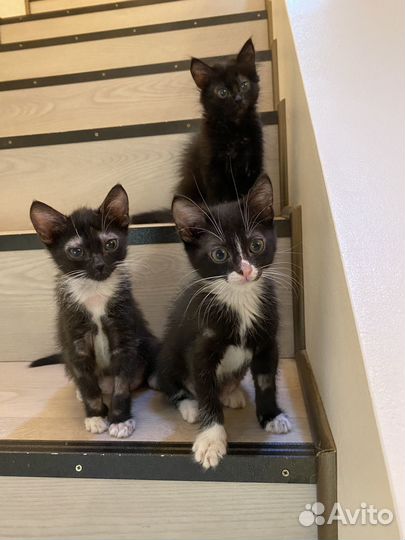 Котята в добрые руки даром 2 мес. Девочки