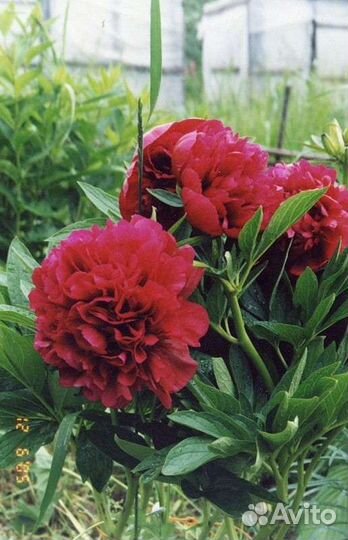 Растения для сада пион