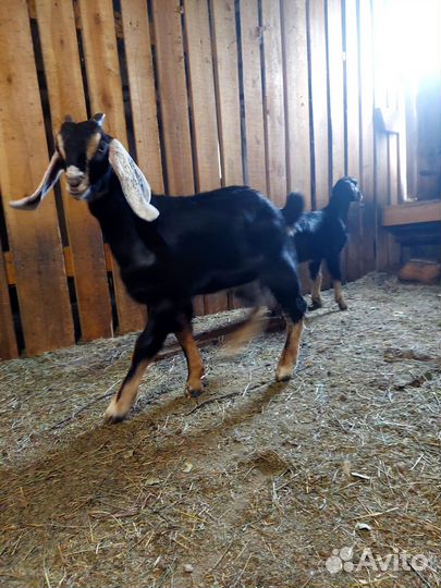 Нубийские козлята