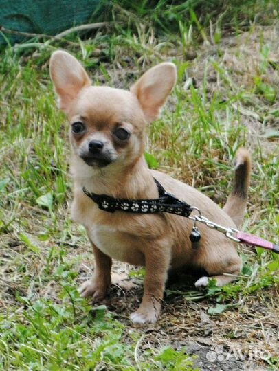 Щенки чихуа. Мальчик на фото