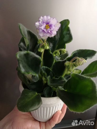 Продам цветы комнатные