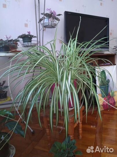 Хлорофитум