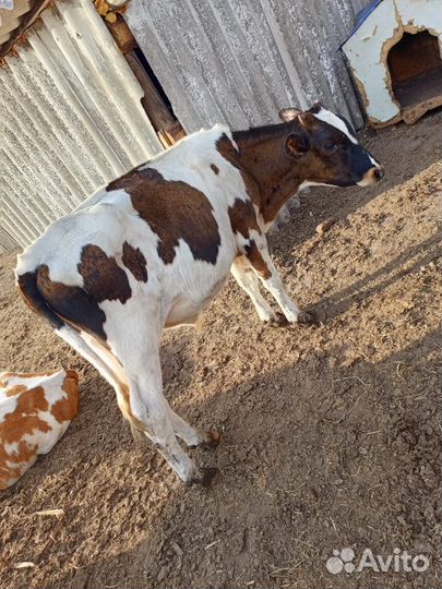 Продам телят