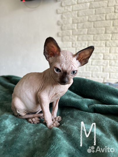 Канадский сфинкс котенок