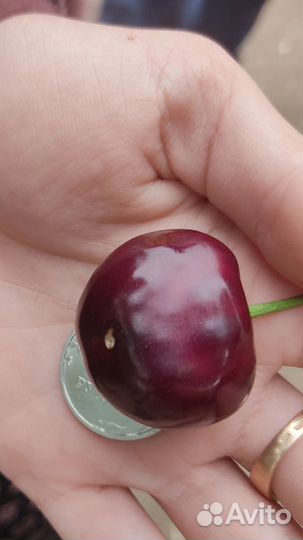 Продам черешню оптом