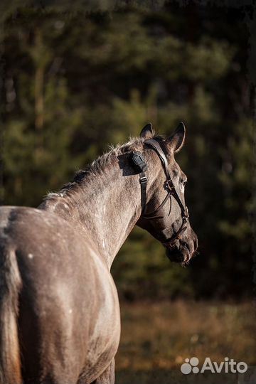 Ошейник для лошадей