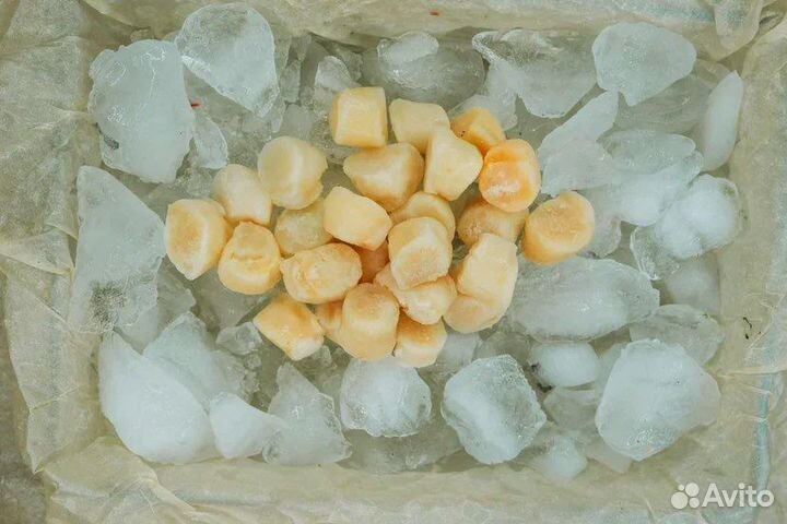 Морской гребешок (дикий)