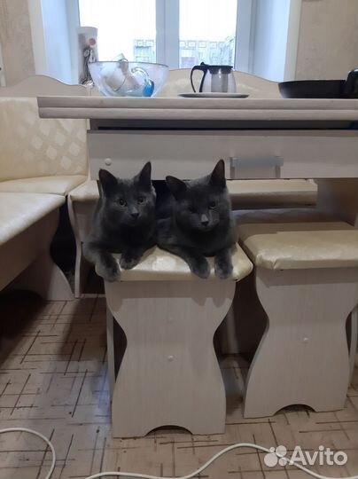 Кот русская голубая