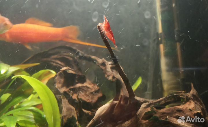 Креветка Вишня красная