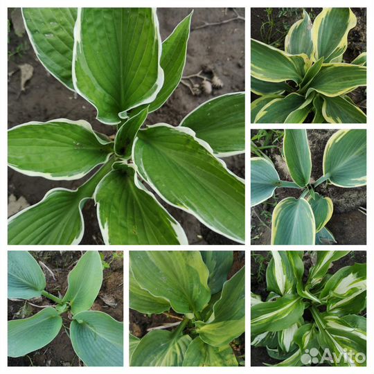 Хоста разных сортов