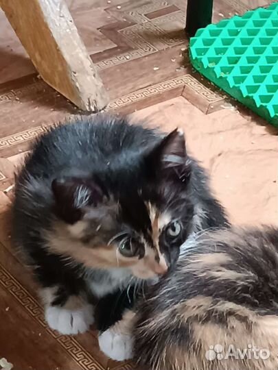 Кошка в дар бесплатно