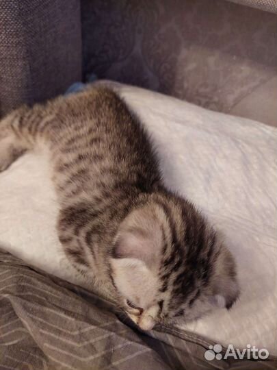 Шотландские котята