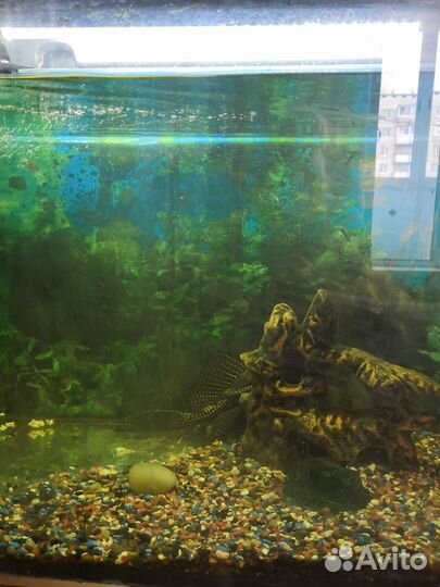 Аквариум
