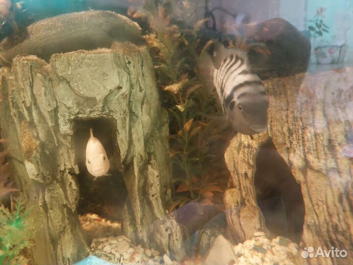 Аквариумные рыбы