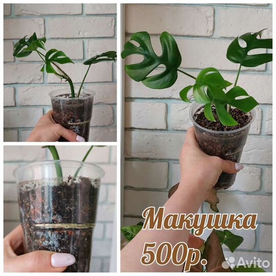 Рафидофора Тетрасперма и Рафидофора Декурсива