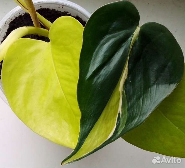 Набор филодендронов 