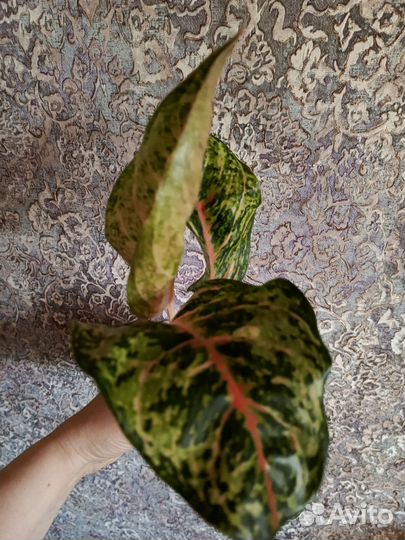 Аглаонема комнатные цветы