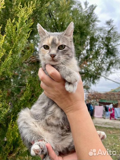 Кошка в дар бесплатно