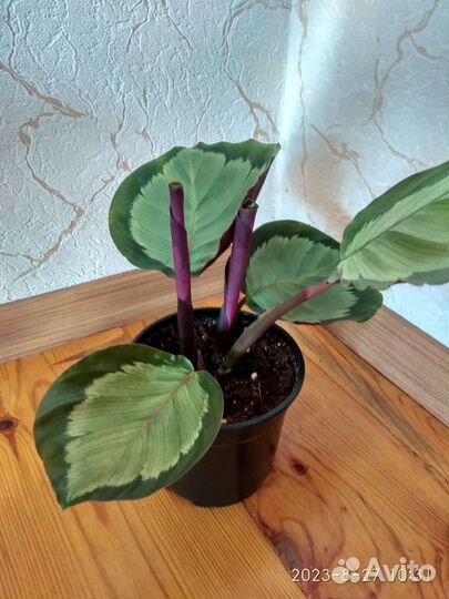 Калатея Пиктурата Аргентея