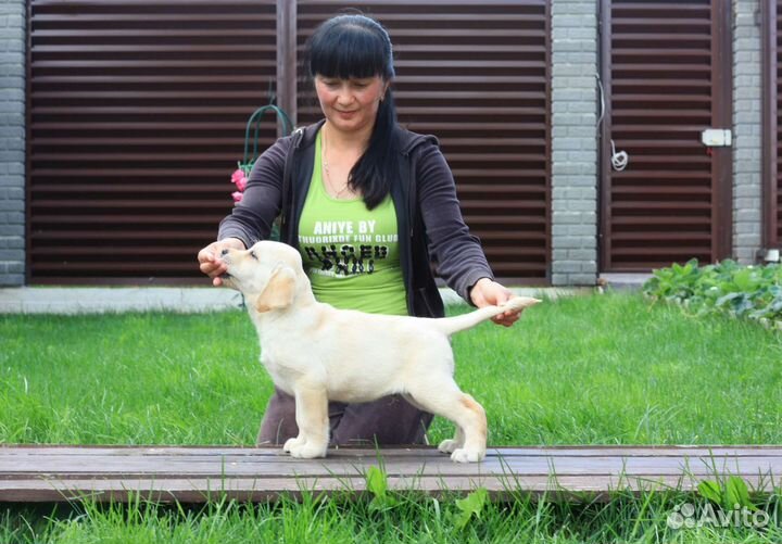 Щенки лабрадора