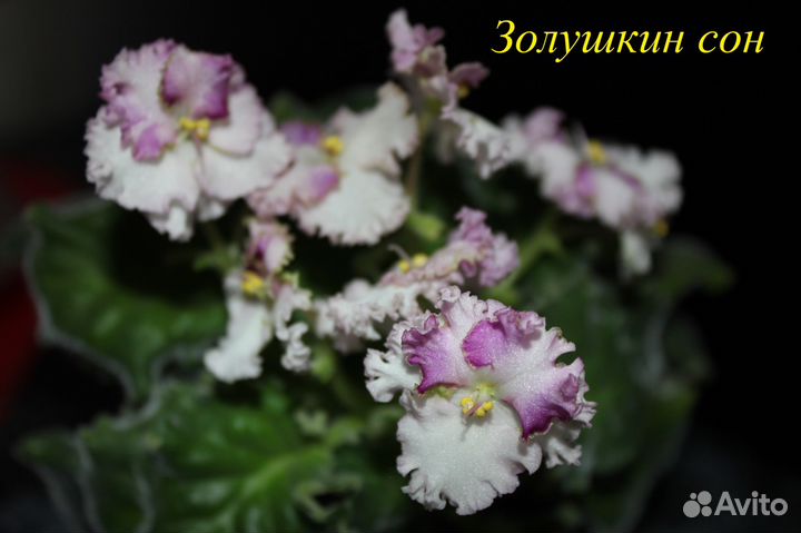 Сортовые фиалки
