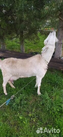 Зааненская дойная коза