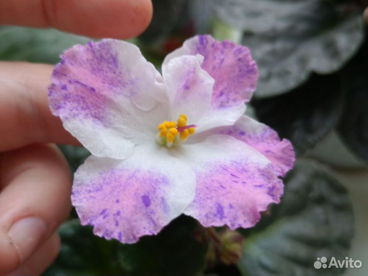 Листья фиалок