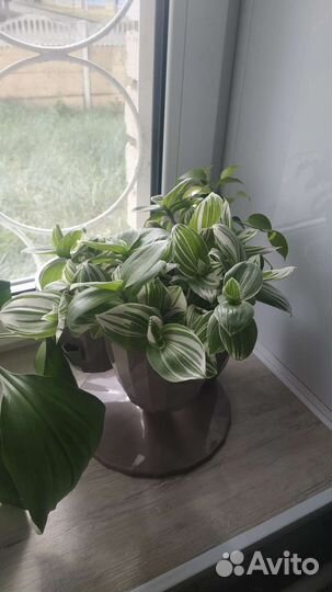 Традесканция зебрина