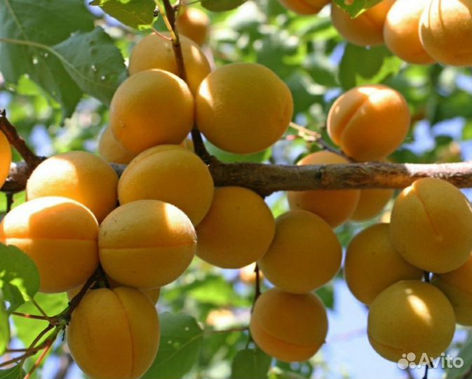 Абрикос,саженцы
