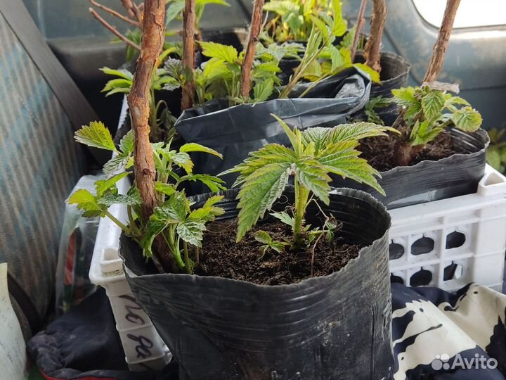 Саженцы ремонтантной малины