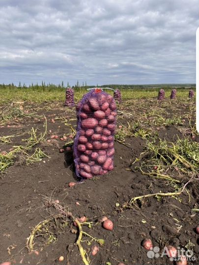 Картофель с доставкой