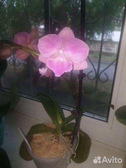 Орхидея фаленопсис биг лип