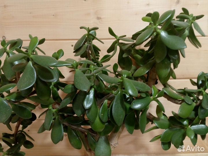 Денежное дерево толстянка крассула