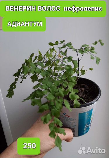 Комнатные цветы шефлера