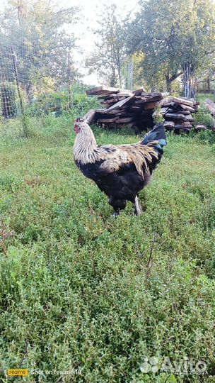 Молодые петухи