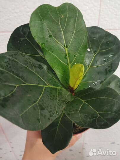 Фикус Лирата