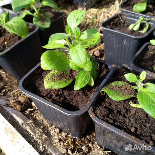 Петуньи Рассада