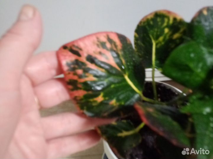 Кротон Тайский