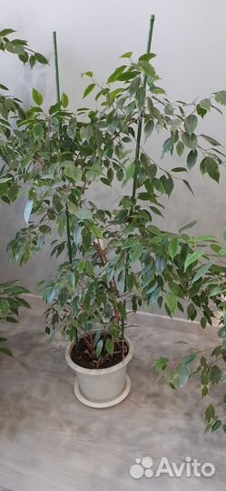 Шефлера и Фикус бенджамина