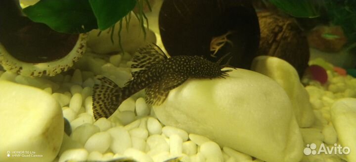 Анциструс самец