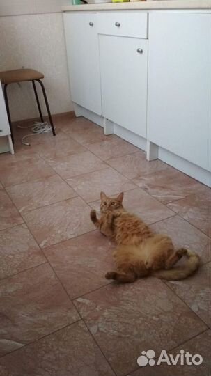 Ветеринарные услуги, передержка животных