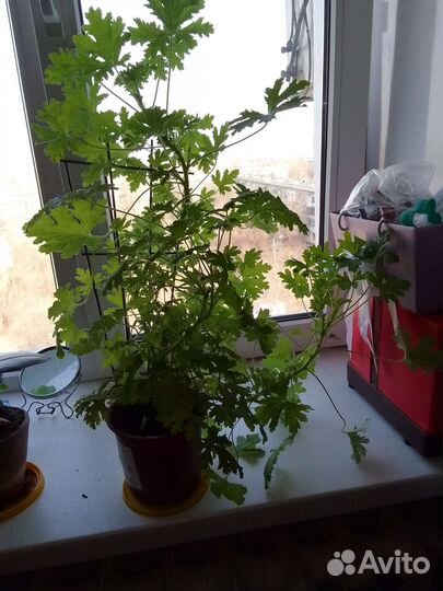 Пеларгония герань душистая