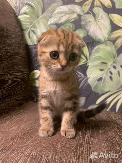 Шотландская