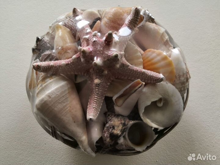 Морские ракушки