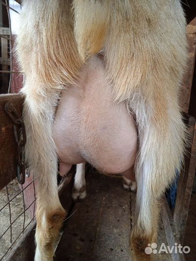 Козёл, коза