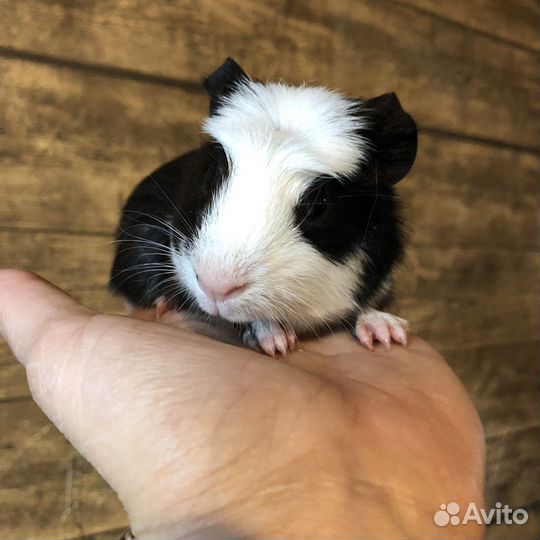 Морские свинки. 2 мес. Мальчики