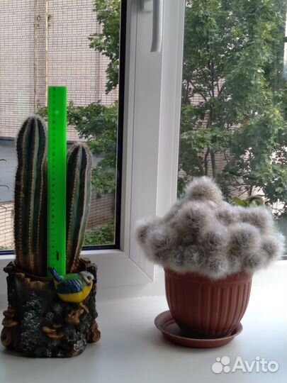 Продам кактусы