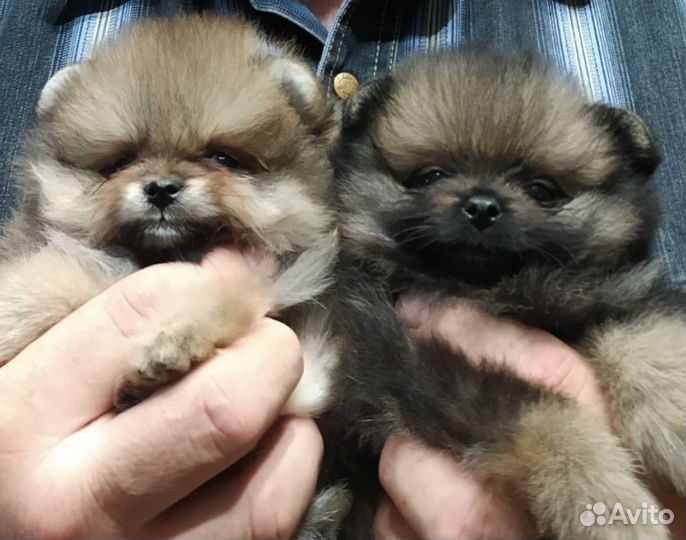 Щенки померанцы