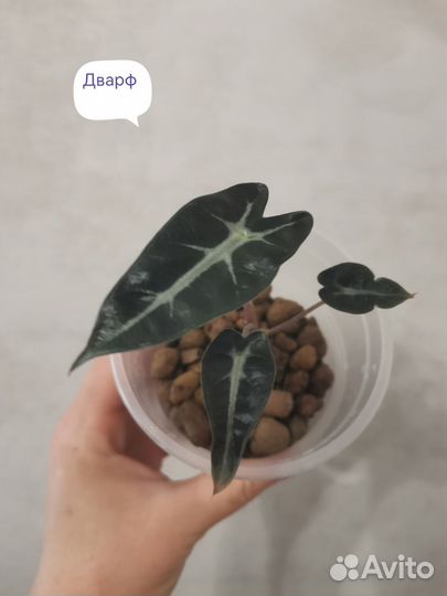 Алоказия